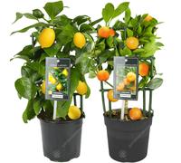 Lemon & Orange Tree Combo: Fresh Indoor Citrus in 12cm Pots | GD-ORLECOMBO-12CM