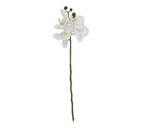 Lemon Pavilion Furniture and Decor Butterfly Orchid - Artificial Flower (Single Stem) - L9 x W9 x H52 cm in White Lemon Pavilion Furniture and Decor White