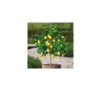 Lemon tree Standard - 1 tree