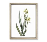 Lemon Yellow Iris Flowers By Pierre Joseph Redoute Framed Print A3 Oak