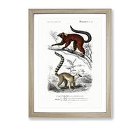Lemur Illustrations By Charles D' Orbigny Vintage Framed Print | A2 Oak Framed Wall Art | Ready to Hang | Classic Nature Picture | Living Room Bedroom Lounge Office