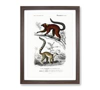 Lemur Illustrations By Charles D' Orbigny Vintage Framed Print | A3 Walnut Framed Wall Art | Ready to Hang | Classic Nature Picture | Living Room Bedroom Lounge Office