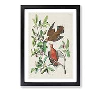 Lenaida Doves by John James Audubon Framed Print | A2 Black Framed Wall Art | Ready to Hang | Modern Animal Picture | Living Room Bedroom Lounge Office