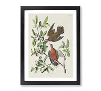 Lenaida Doves By John James Audubon Vintage Framed Print | A3 Black Framed Wall Art | Ready to Hang | Classic Animal Picture | Living Room Bedroom Lounge Office