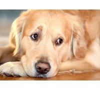Lenticular Postcard with Interchangeable Image/Wiggle Postcard: "Relaxed Golden Retriver Sleeps"