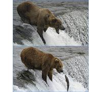 Lenticular Postcard with Interchangeable Image/Wobble Card: Grizzly Bear Catches Salmon