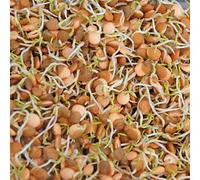 Thompson & Morgan Thompson & Morgan Sprouting - Lentil - Lens culinaris 1 Packet