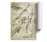 Leonardo Da Vinci Anatomy 2 | Unframed Wall Art Print | Ready to Frame Poster | Modern Home Decor Picture | Artwork for Living Room, Bedroom, Kitchen or Office | A2 (42x59.4 cm)