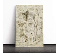 Leonardo Da Vinci Anatomy Canvas Wall Art Print 24x16 Inch