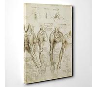 Leonardo Da Vinci Anatomy Canvas Wall Art Print 30x20 Inch