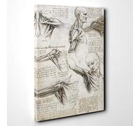 Leonardo Da Vinci Anatomy Canvas Wall Art Print 30x20 Inch