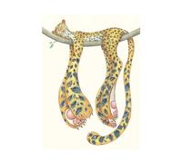 Leopard Asleep Card Daniel Mackie Designs 7 x 5 inches wrapped in cello with envelope