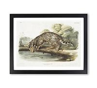Leopard Cat By John Woodhouse Audubon Vintage Framed Print | A2 Black Framed Wall Art | Ready to Hang | Classic Animal Picture | Living Room Bedroom Lounge Office