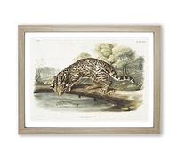 Leopard Cat By John Woodhouse Audubon Vintage Framed Print | A2 Oak Framed Wall Art | Ready to Hang | Classic Animal Picture | Living Room Bedroom Lounge Office