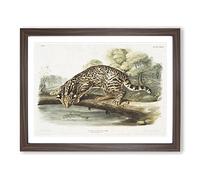 Leopard Cat By John Woodhouse Audubon Vintage Framed Print | A2 Walnut Framed Wall Art | Ready to Hang | Classic Animal Picture | Living Room Bedroom Lounge Office