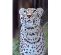 Leopard Hardback Notebook / Journal 8.5x5.5” (approx. A5). 160 lined white pages, hard glossy cover featuring artwork by Sally Sturgess Pet Portraits ... for animal lover, wildlife lover or art lover