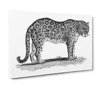 Leopard In Black & White By George Shaw Canvas Print | Gallery Wrapped 30mm Frame Wall Art | 20x14 inches | Ready to Hang | Retro Animals Picture | Living Room Bedroom Lounge Office