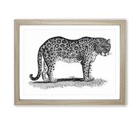 Leopard In Black & White By George Shaw Vintage Framed Print | A2 Oak Framed Wall Art | Ready to Hang | Classic Animal Picture | Living Room Bedroom Lounge Office