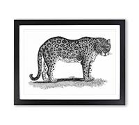 Leopard In Black & White By George Shaw Vintage Framed Print | A3 Black Framed Wall Art | Ready to Hang | Classic Animal Picture | Living Room Bedroom Lounge Office