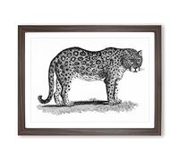 Leopard In Black & White By George Shaw Vintage Framed Print | A4 Walnut Framed Wall Art | Ready to Hang | Classic Animal Picture | Living Room Bedroom Lounge Office