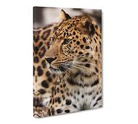 Leopard On Alert Canvas Print | Gallery Wrapped 30mm Frame Wall Art | 20x14 inches | Ready to Hang | Modern Animals Picture | Living Room Bedroom Lounge Office