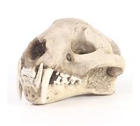 Leopard Skull Specimens Clouded Leopard Skull Replica High Simulated Animal Skull Model Resin Crafts for Home Decoration, Zoo Science Teaching