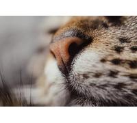 Leopards-500-Piece Wooden Puzzle Set: DIY Relaxing Puzzle Game, Brain Teasers (14 years+)