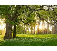 Leowefowa 7X5FT Spring Backdrop Rural Forest Trees Backdrops for Photography Blooming Flowers Green Grassland Nature Vinyl Photo Background Kids Adults Outdoor Travel Portraits Studio Props