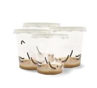 LEPITERRA® Caterpillar Cups - Caterpillar Refill Set - 4 Caterpillar Cups (Each Approx. 7 Caterpillars) | Ideal Addition to Butterfly Habitat | Breeding Butterflies [Success Guarantee] | Domestic