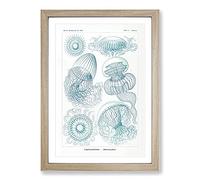 Leptothecata Jellyfish by Ernst Haeckel Framed Wall Art Print A2 Oak