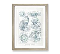 Leptothecata Jellyfish By Ernst Haeckel Vintage Framed Print | A3 Oak Framed Wall Art | Ready to Hang | Classic Nature Picture | Living Room Bedroom Lounge Office
