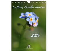 Les fleurs, éternelles éphemères (Calendrier mural 2026 DIN A4 horizontal), CALVENDO calendrier mensuel: Un calendrier poétique qui capture, mois ... fleurs dans toute leur splendeur éphémère.