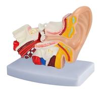 Les-Theresa Ear Model 1.5:1 Magnified Scientific Professional Simulation Small Human Anatomy Model