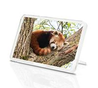 Lesser Red Panda Classic Fridge Magnet - Tree Bear Wild Animal 14217
