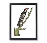 Lesser Spotted Woodpecker By George Shaw Vintage Framed Print | A3 Black Framed Wall Art | Ready to Hang | Classic Animal Picture | Living Room Bedroom Lounge Office