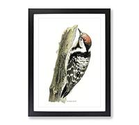 Lesser Spotted Woodpecker By Von Wright Vintage Framed Print | A2 Black Framed Wall Art | Ready to Hang | Classic Animal Picture | Living Room Bedroom Lounge Office