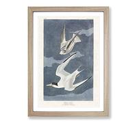 Lesser Tern Birds by John James Audubon Framed Wall Art Print A4 Oak | Ready to Hang, Satin Fine Art Paper, Fade-Resistant Inks, Acrylic Glazing, Securely Packaged, Made in the UK