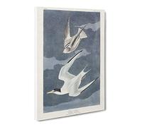 Lesser Tern Birds By John James Audubon Vintage Canvas Wall Art Print Ready to Hang, Framed Picture for Living Room Bedroom Home Office Décor, 24x16 Inch (60x40 cm)