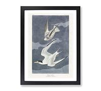 Lesser Tern Birds By John James Audubon Vintage Framed Print | A2 Black Framed Wall Art | Ready to Hang | Classic Nature Picture | Living Room Bedroom Lounge Office