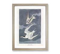 Lesser Tern Birds By John James Audubon Vintage Framed Print | A4 Oak Framed Wall Art | Ready to Hang | Classic Nature Picture | Living Room Bedroom Lounge Office