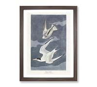 Lesser Tern Birds By John James Audubon Vintage Framed Wall Art Print, Ready to Hang Picture for Living Room Bedroom Home Office Décor, Walnut A2 (64 x 46 cm)