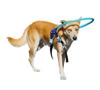 LetPetRun Blind Dog Halo Harness, Protective Halo Dog Collar for Blind Dogs, Confidence Building Harness Guiding Device, Blind Dog Accessories, Medium