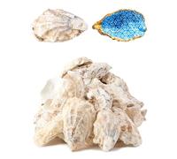 Letravagance 20Pcs Oyster Shells for Crafts， 3"-4" Large Oyster Shell for Crafts，Oyster Shell for Christmas 、Painting、 Beach Themes、 Wedding, Home Shells for Decoration and Sea Shells for Crafting