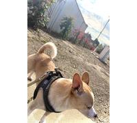 Let's Go for a Walk, Walk, WALK: with LUNA!