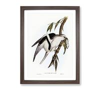 Letter Winged Kite Bird By Elizabeth Gould Vintage Framed Wall Art Print, Ready to Hang Picture for Living Room Bedroom Home Office Décor, Walnut A3 (34 x 46 cm)