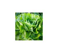 LETTUCE All Year Round. Butterhead variety.