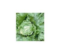 LETTUCE Great Lakes. Iceberg type.