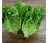 Lettuce Little Gem Seeds - Vegetable - Compact Growth - Annual