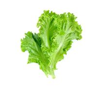 Lettuce Plants, 'Crisp Mix', 12 x Full Plant Pack, Mixed Lettuces, Salad Plants, Lettuce, Garden Salads, Grow Your Own, Garden Ready and Ready to Plant, Premium Quality Lettuces