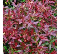 Leucothoe Axillaris 'Zeblid' Scarletta Switch Ivy Evergreen Shrub | 9Cm Pot